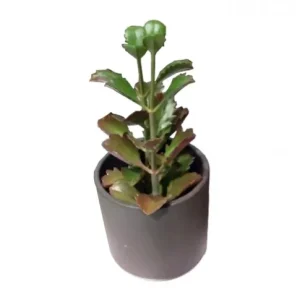 SUCCULENTS WITH POT