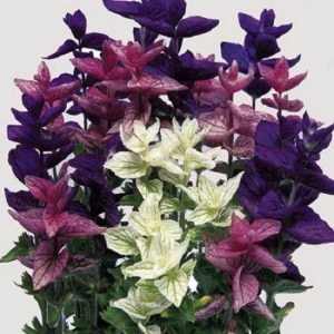 Salvia horminum – Salvia Tricolor Mix #2 seeds x100