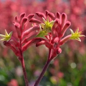 Anigozanthos ‘Bush Crystal’ Kangaroo Paw