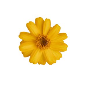 Zinnia x hybrida Profusion Golden