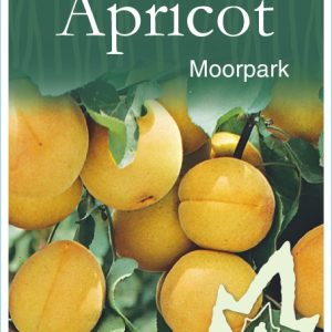 Apricot – Moorpark