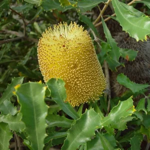 Banksia media ‘Golden Banksia’