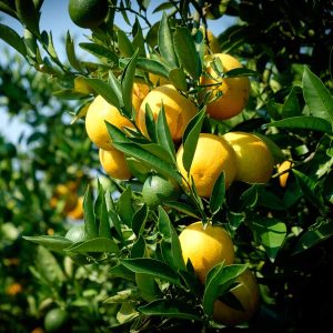 Delfino Blood Orange Tree