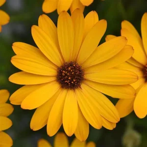 Voltage™ Gold Osteospermum