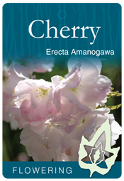 Prunus ‘Amanogawa’ – Flowering Cherry