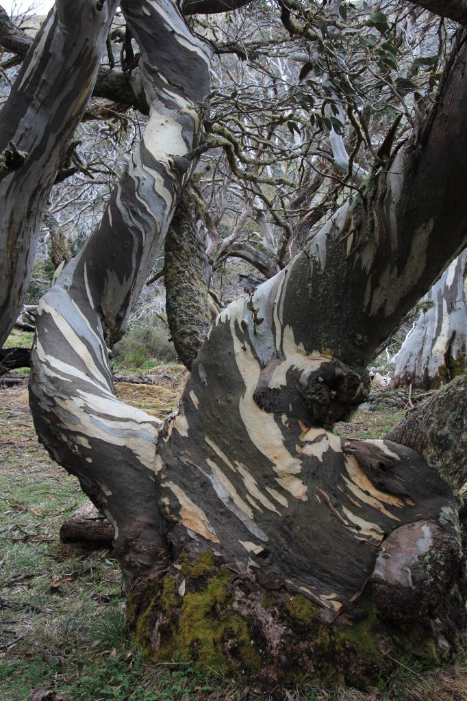 Eucalyptus pauciflora var. niphophylla- Snow Gum pure seed x 200 (bulk) - Image 2