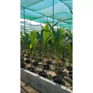 COCOS NUCIFERA – OVERALL HEIGHT 1.5-2.0M