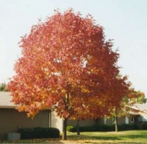 Fraxinus pennsylvanica – Cimmzam / Cimmaron