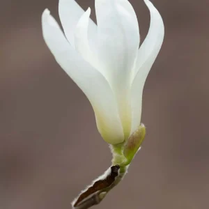 Magnolia Swarthmore Sentinel