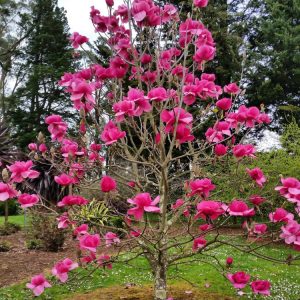 Magnolia – Felix