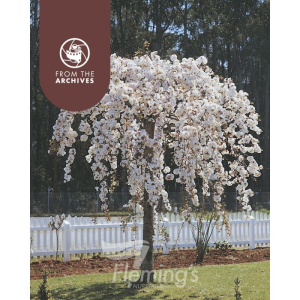 Prunus x subhirtella pendula – Alba Weeping Cherry
