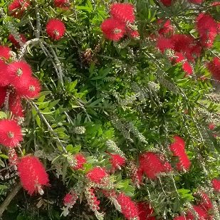 Callistemon linearis – Narrow Leaved Bottlebrush Seed approx x200 - Image 4