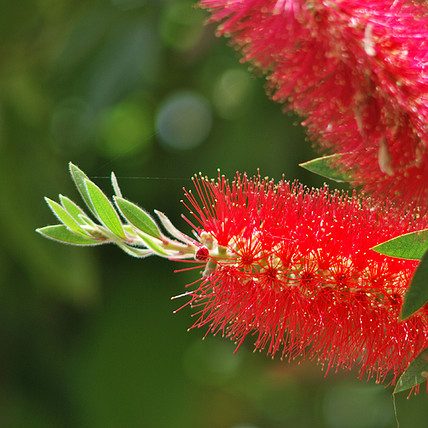 Callistemon linearis – Narrow Leaved Bottlebrush Seed approx x200