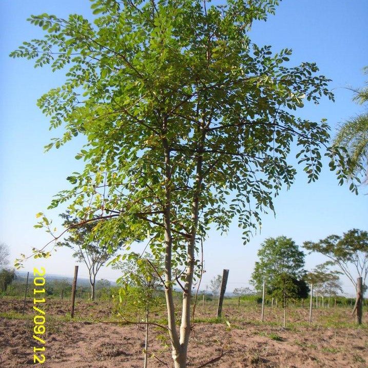 Moringa oleifera – Miracle Fruit seeds X 5 - Image 4