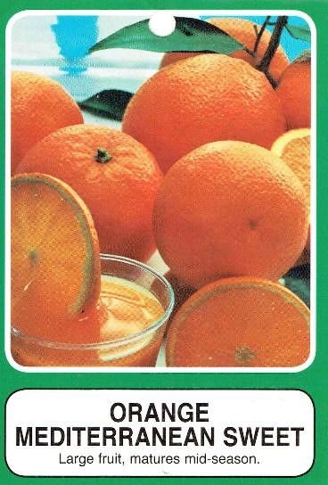 Orange – Mediterranean Sweet - Image 2