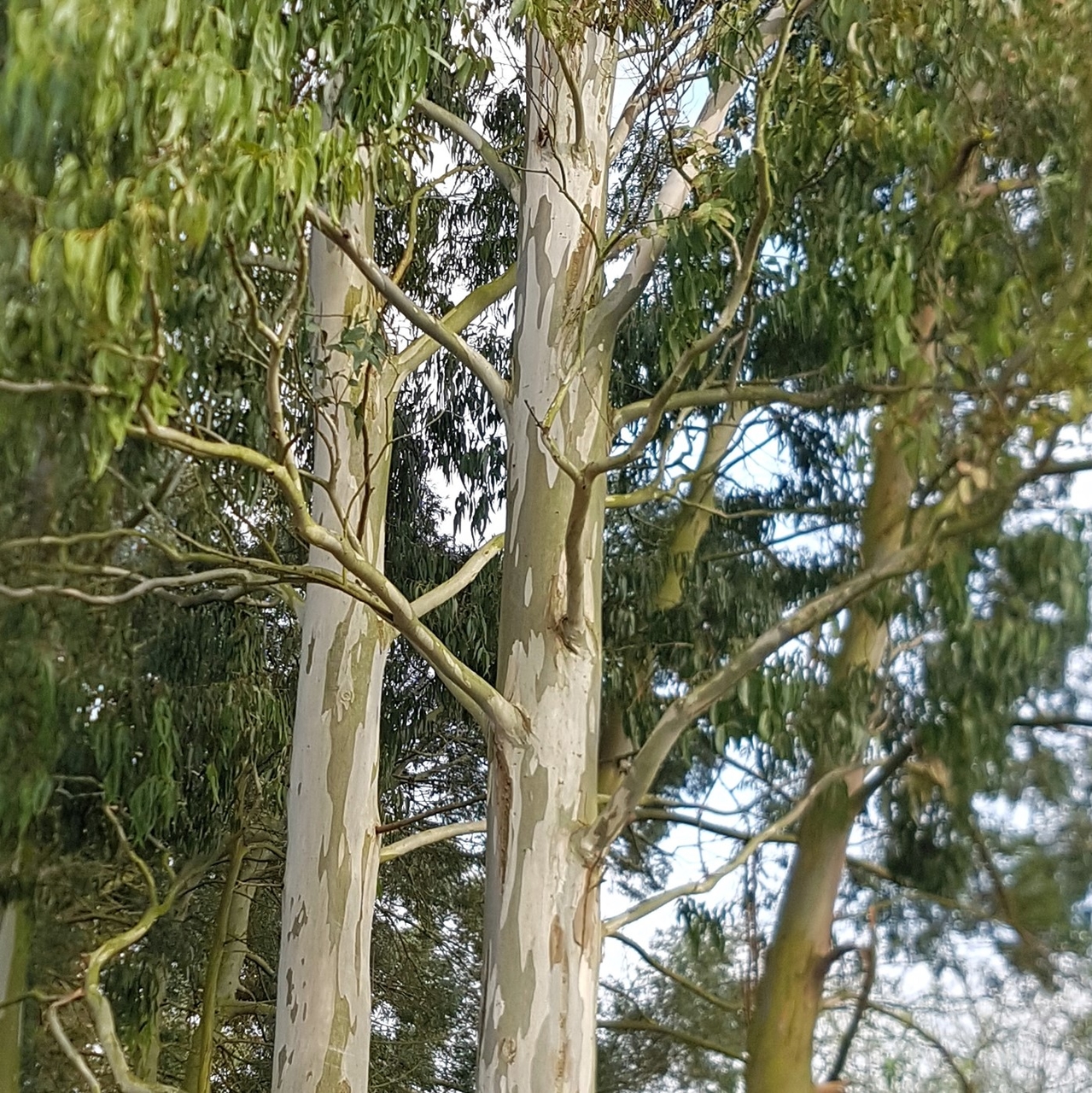 Eucalyptus pauciflora var. niphophylla- Snow Gum pure seed x 200 (bulk) - Image 4