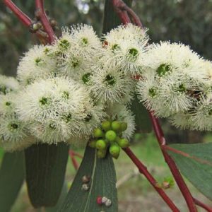 Eucalyptus pauciflora var. pauciflora – Snow Gum seed x200