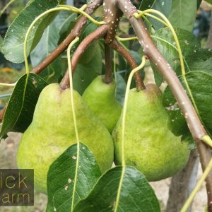 Pear – Packhams Triumph