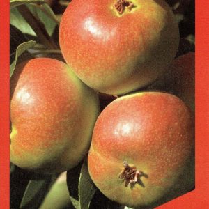 Pear – Paradise Mini Pear