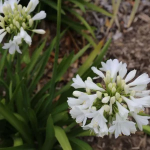 Agapanthus ‘Bingo White’ TM WP001