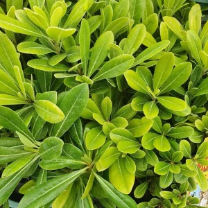Pittosporum ‘Miss Muffet’