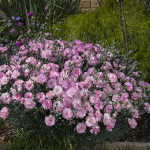 Dianthus ‘Candy Floss’