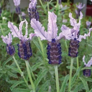 Lavandula ‘Lavender Lace’