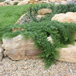 Myoporum parv. Yareena TM ‘PARV01’