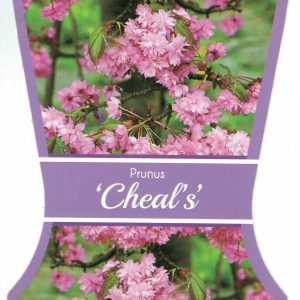 Prunus (Cherry) – Cheals Weeping Cherry