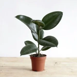 FICUS ELASTICA SMALL – ( RUBBER PLANT ) – 30 CM
