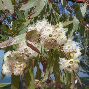 Eucalyptus siderophloia – Northern Grey Ironbark seed x 5 grams (bulk)