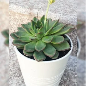 SUCCULENTS POTTED