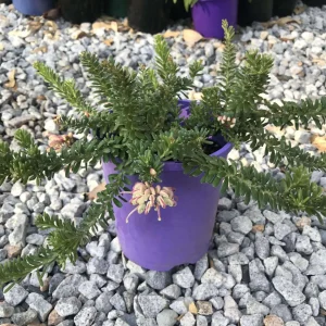 Grevillea lanigera ‘Mt Tamboritha’