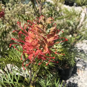 Grevillea ‘Robyn Gordon’