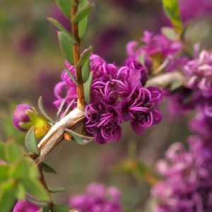 Melaleuca violacea – Violet Honey-Myrtle seeds X 200